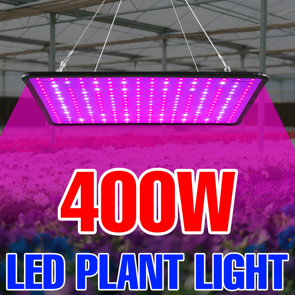 Echeveria Succulent - ไฟปลูกต้นไม้ LED 400W สเปกตรัมเต็มแบบควอนตัมบอร์ด สำหรับปลูกพืชในร่ม กระถาง