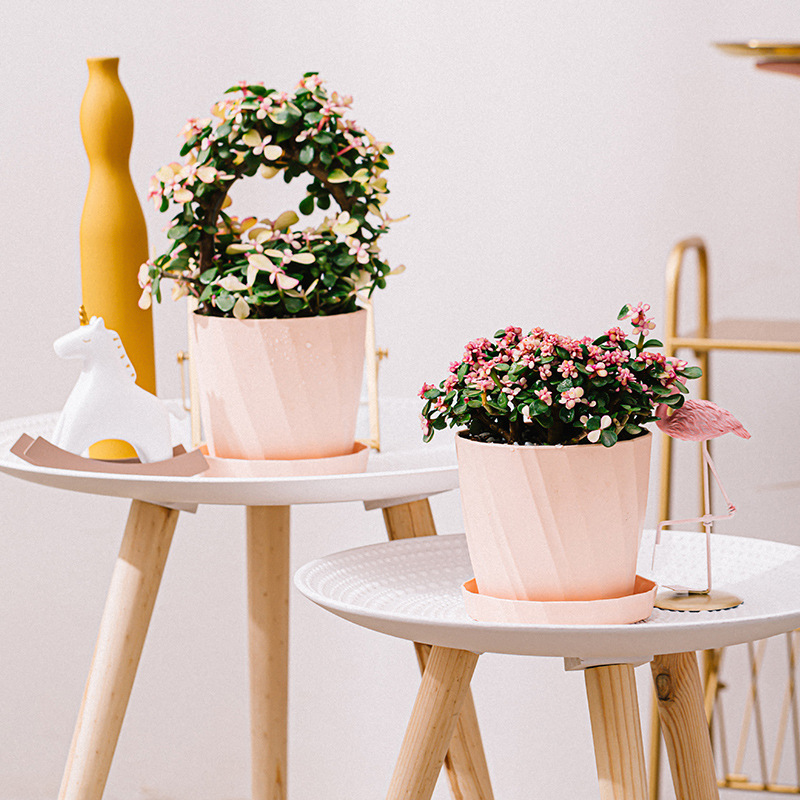 Aloe Vera Pot - เรซิ่นพลาสติก Succulent Planter หัวไชเท้าสีเขียวขนาดใหญ่ใหม่ Aloe Vera