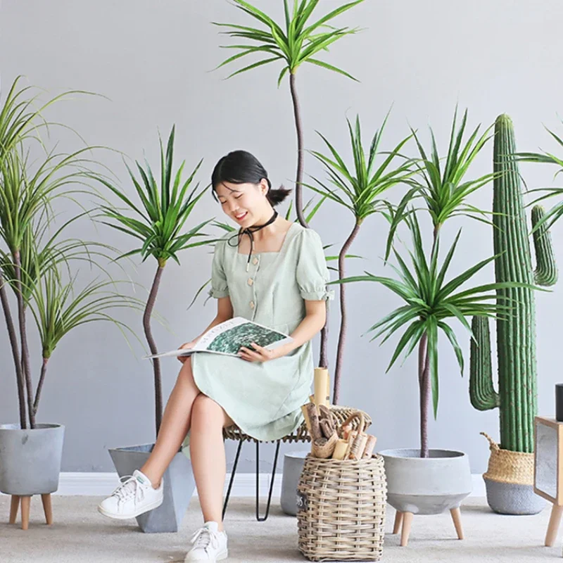 Dracaena Marginata - โรงงานจําลอง Dracaena Marginata Dracaena Sago Cycas