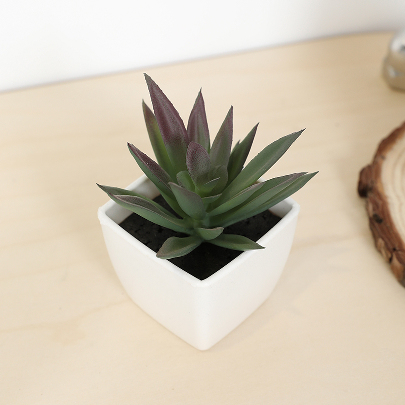 Echeveria Succulent - มินิประดิษฐ์ฉ่ํานางฟ้าถ้วยกระถางต้นไม้ขนาดเล็ก, แจกันพลาสติกสีขาว, เดสก์ท็อป, Windowsill, ตกแต่งชั้นวางหนังสือ