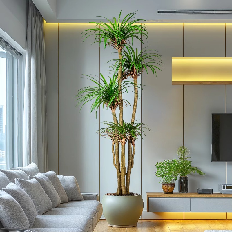 ต้นไม้ประดิษฐ์ในร่ม/กลางแจ้ง ต - Dracaena Marginata บทวิจารณ์และราคา