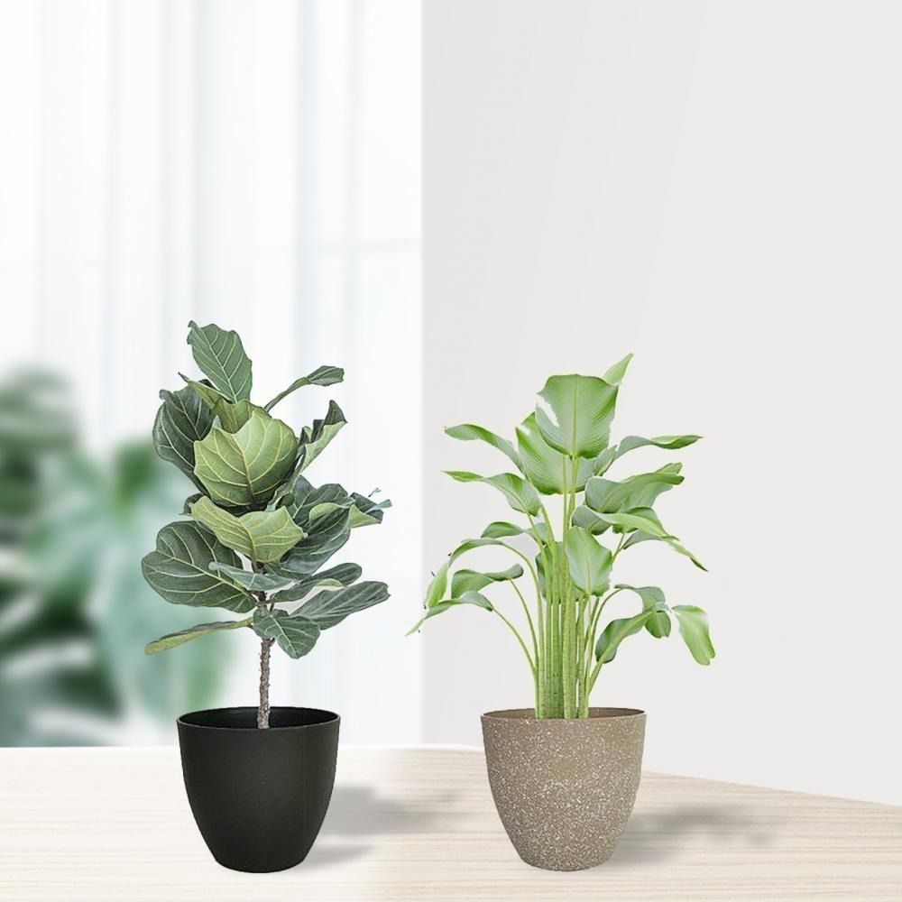 Frosted เลียนแบบหินกระถางดอกไม - Aloe Vera Pot บทวิจารณ์และราคา