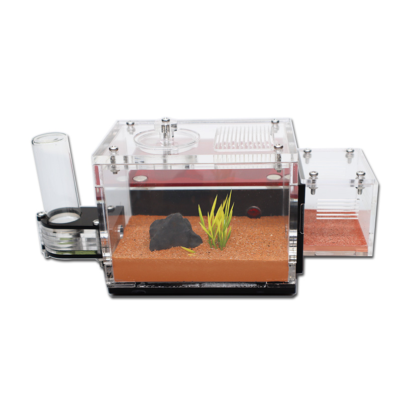 ดินสีเหลือง Ant Farm ภายนอก Wa - Begonia Rex บทวิจารณ์และราคา