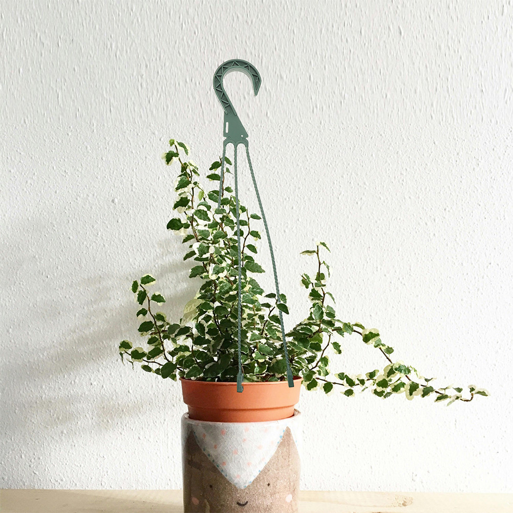 ชุดตะขอแขวนต้นไม้ 5 ชิ้น ประหย - Spider Plant Hanging บทวิจารณ์และราคา