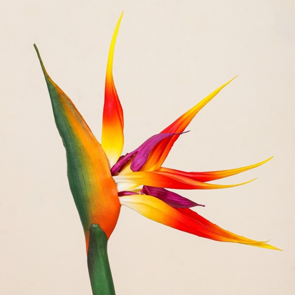ดอกสตรีลิเซียปลอม ก้านยาว แบบใ - Bird Paradise Strelitzia บทวิจารณ์และราคา