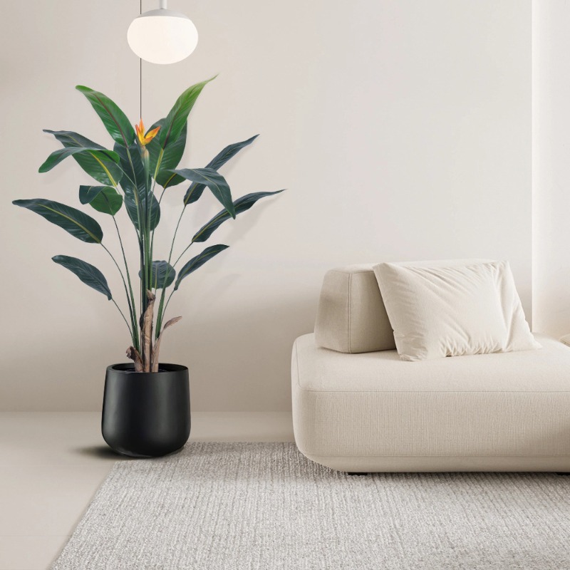ต้นสตรีลิซเซียปลอมขนาดใหญ่เหมื - Bird Paradise Strelitzia บทวิจารณ์และราคา