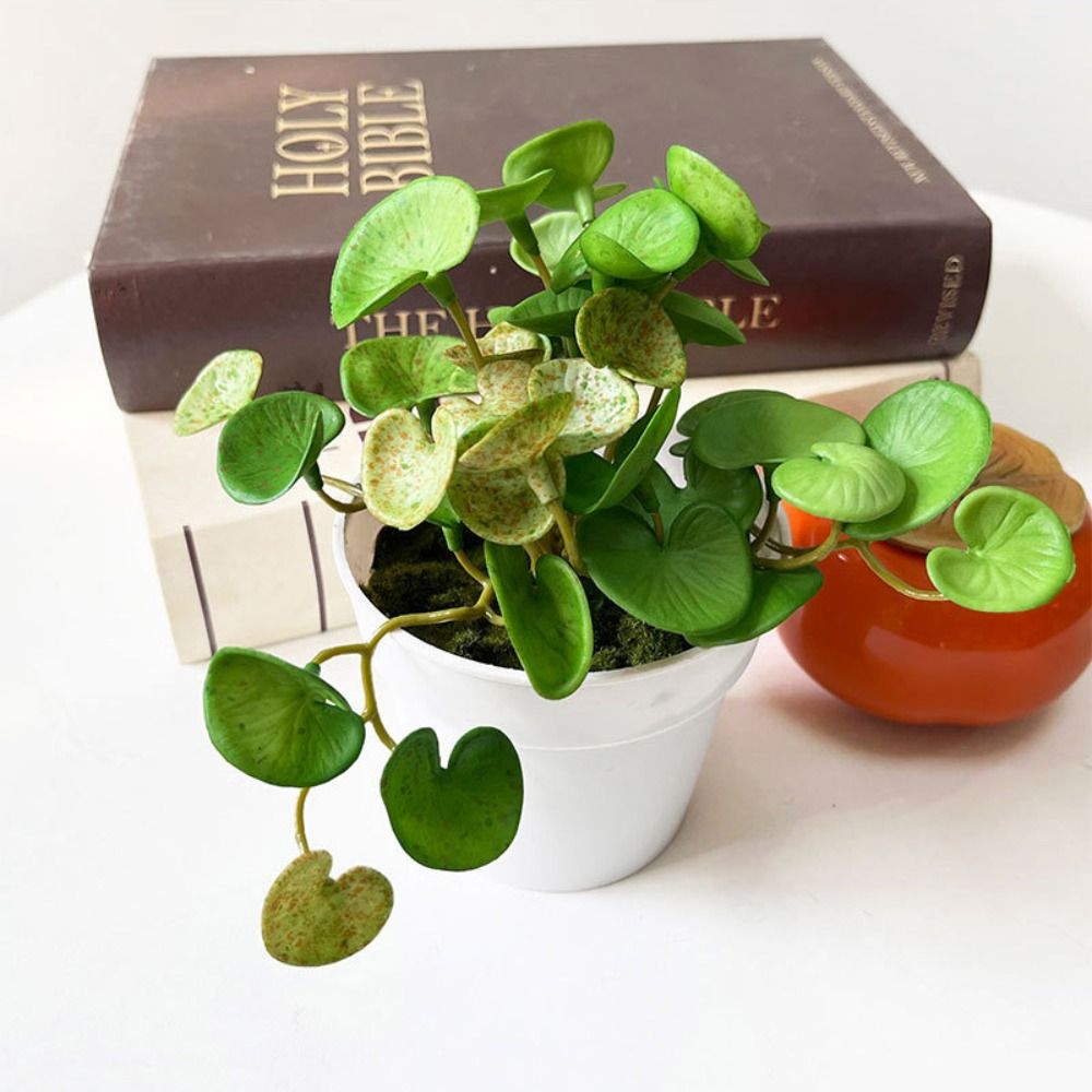 กาวนุ่มประดิษฐ์ EVA สีเขียว Su - Echeveria Succulent บทวิจารณ์และราคา