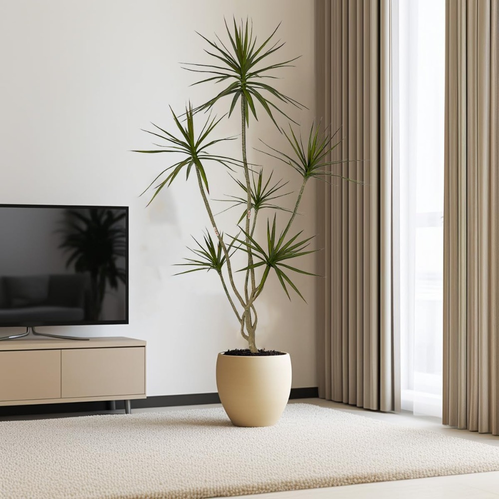 ต้นดรากีน่า มาร์จินาตา ประดิษฐ - Dracaena Marginata บทวิจารณ์และราคา