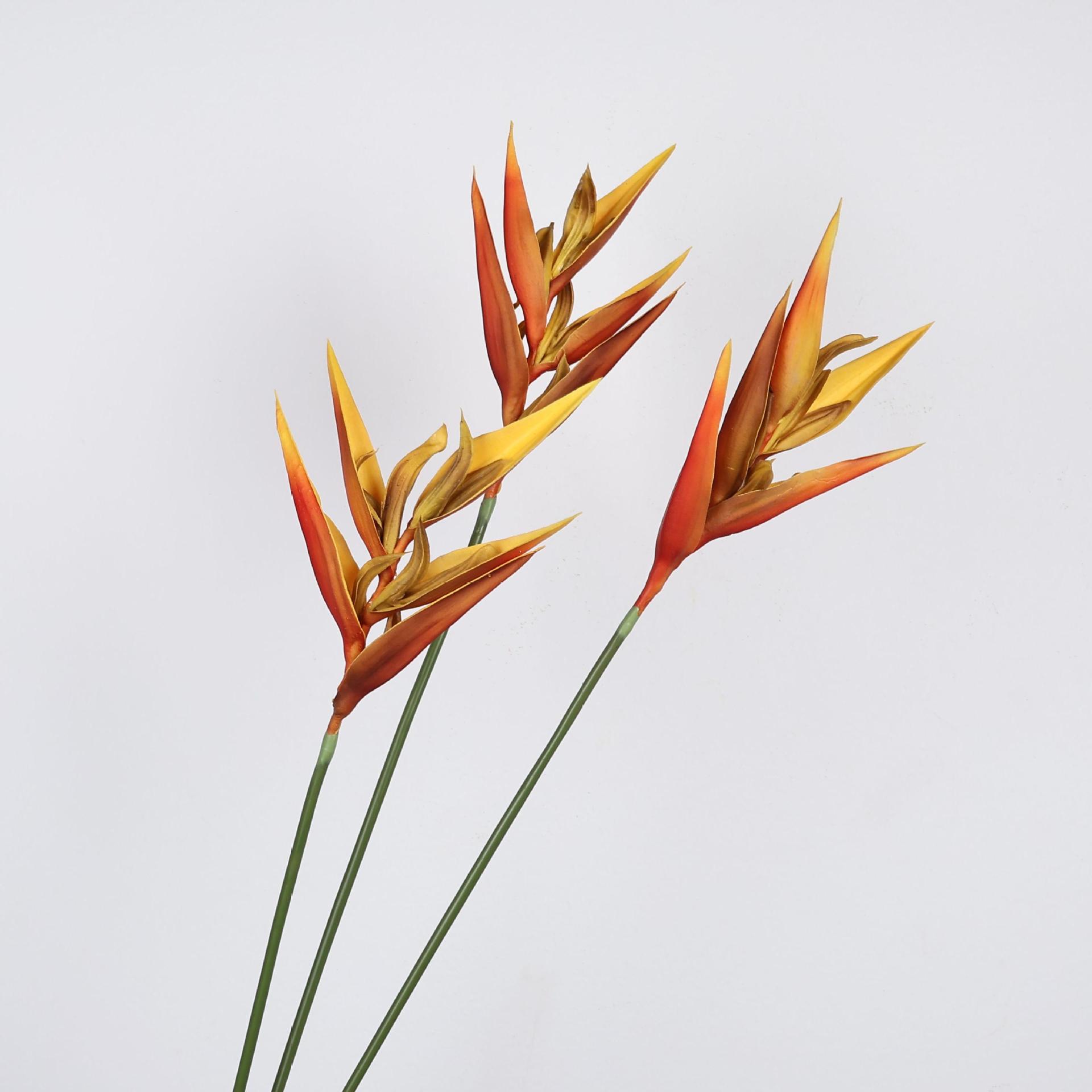 ต้นสเตรลิซเซีย (นกสวรรค์) ประด - Bird Paradise Strelitzia บทวิจารณ์และราคา