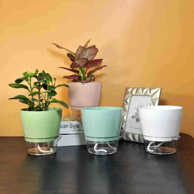 ดอกไม้ขี้เกียจพร้อมรูระบายน้ํา - Aloe Vera Pot บทวิจารณ์และราคา