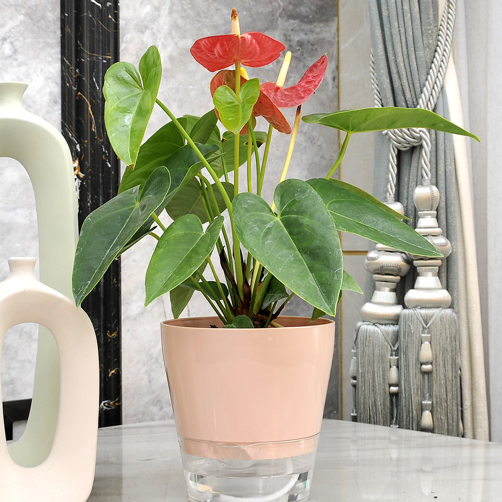 ดอกไม้ขี้เกียจพร้อมรูระบายน้ํา - Aloe Vera Pot บทวิจารณ์และราคา