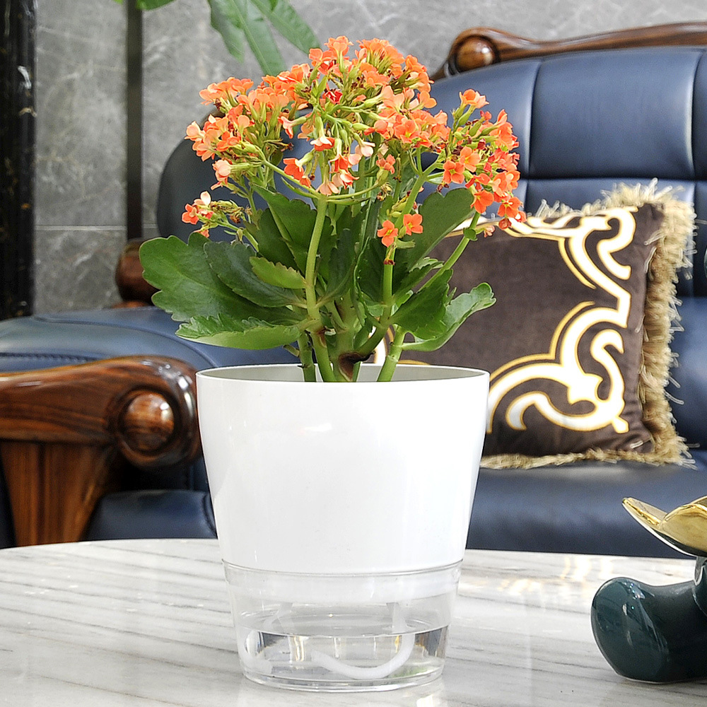 ดอกไม้ขี้เกียจพร้อมรูระบายน้ํา - Aloe Vera Pot บทวิจารณ์และราคา