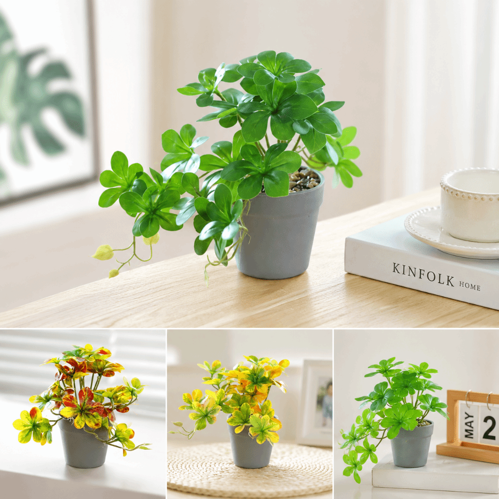 บอนไซ ต้นบอนไซประดิษฐ์ ต้นแมงม - Spider Plant Hanging บทวิจารณ์และราคา