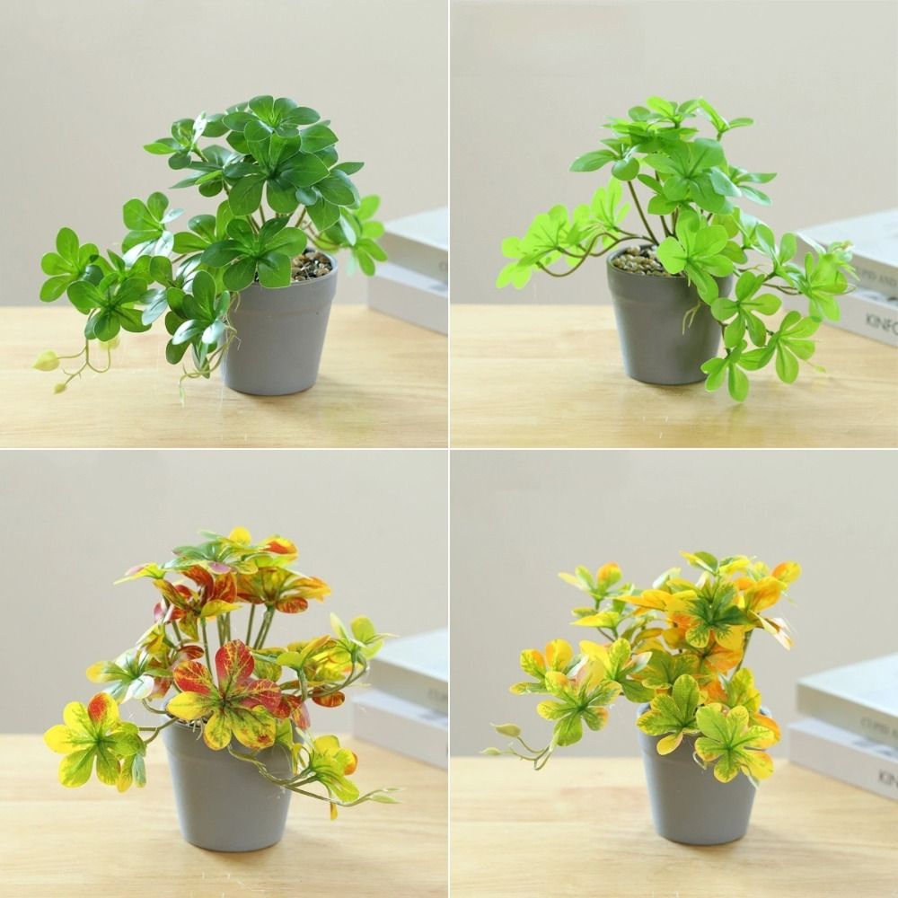 บอนไซ ต้นบอนไซประดิษฐ์ ต้นแมงม - Spider Plant Hanging บทวิจารณ์และราคา
