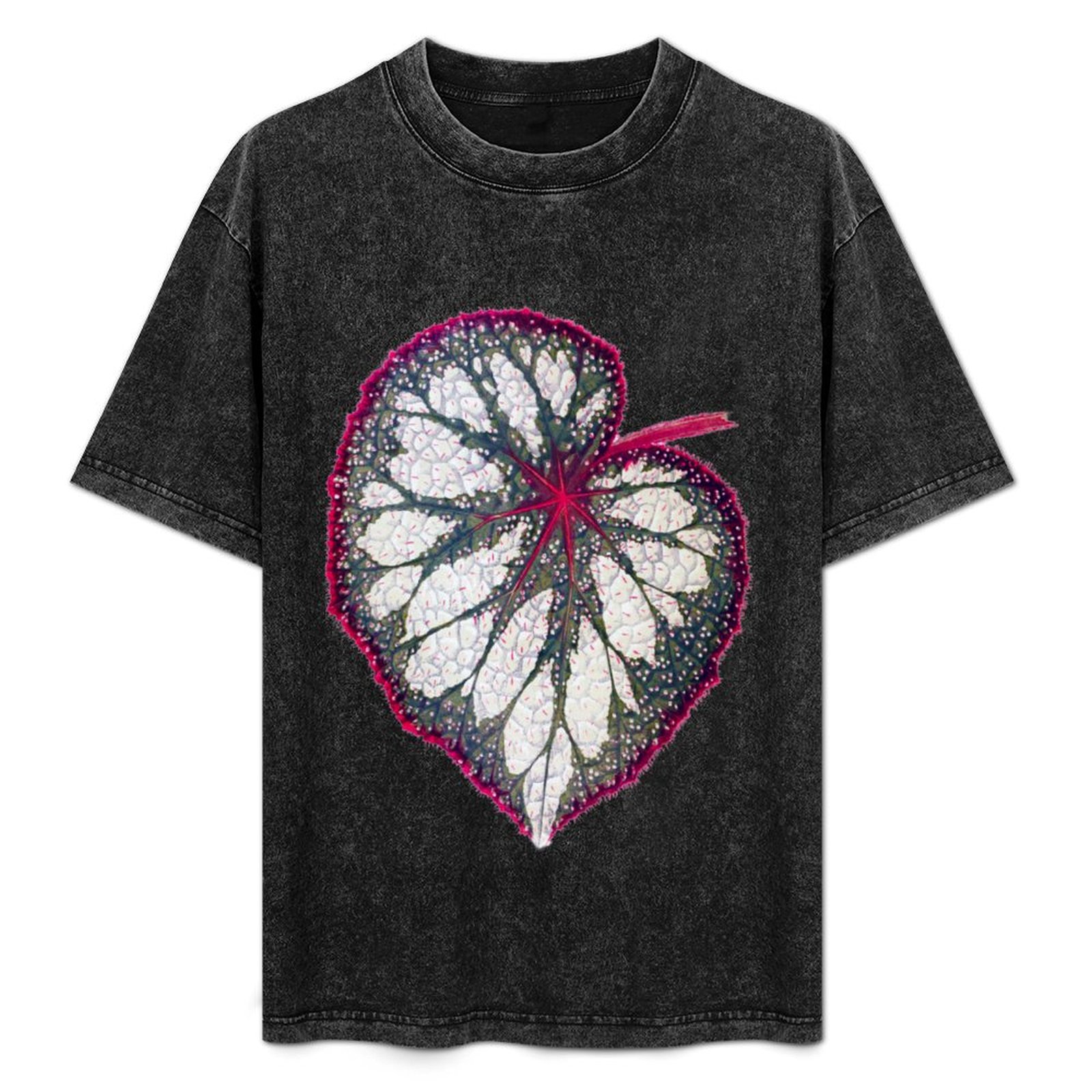 เสื้อยืดเบโกเนีย เร็กซ์ เสื้อย - Begonia Rex บทวิจารณ์และราคา