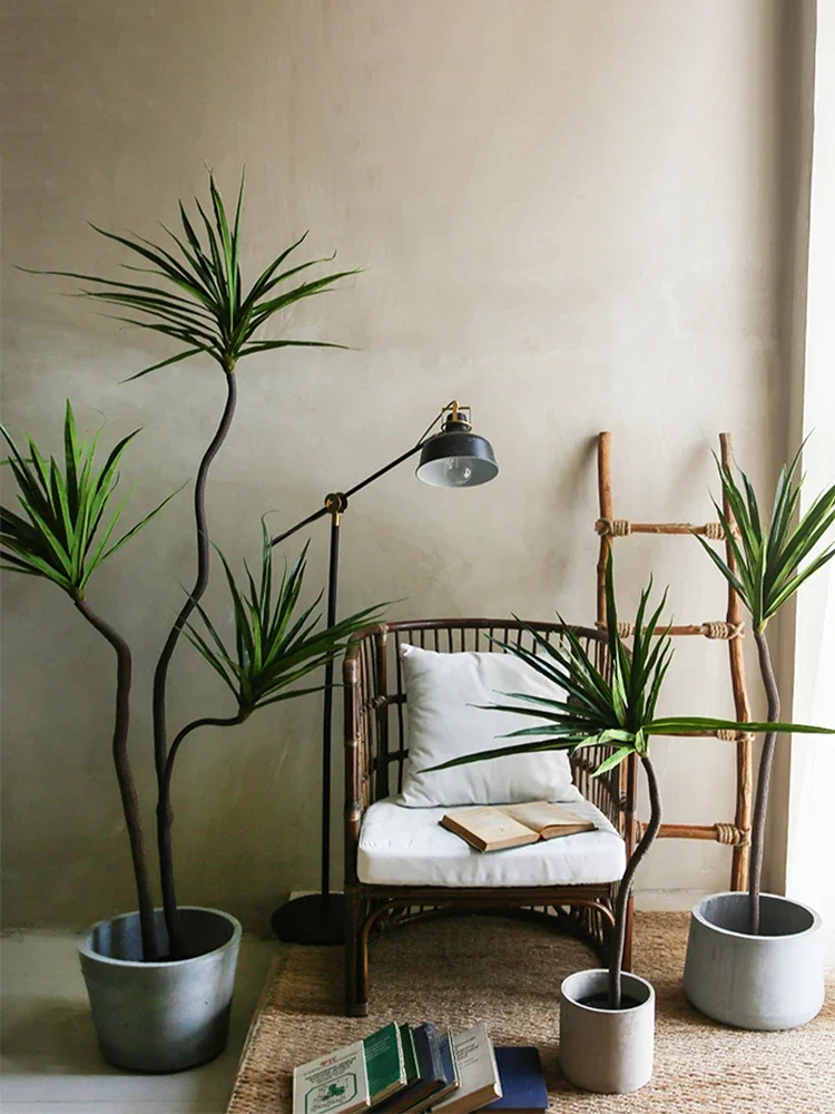 โรงงานจําลอง Dracaena Marginat - Dracaena Marginata บทวิจารณ์และราคา