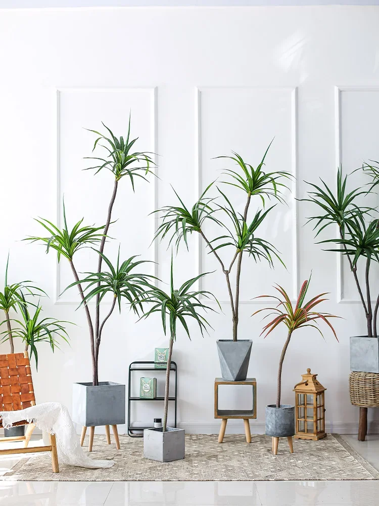 โรงงานจําลอง Dracaena Marginat - Dracaena Marginata บทวิจารณ์และราคา