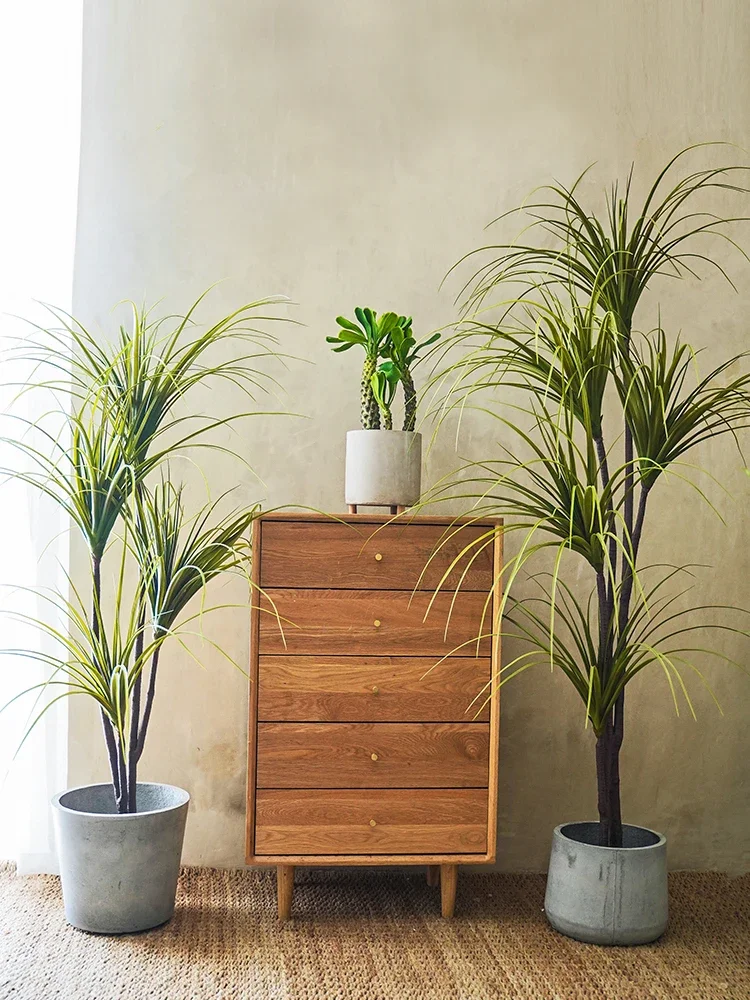 โรงงานจําลอง Dracaena Marginat - Dracaena Marginata บทวิจารณ์และราคา