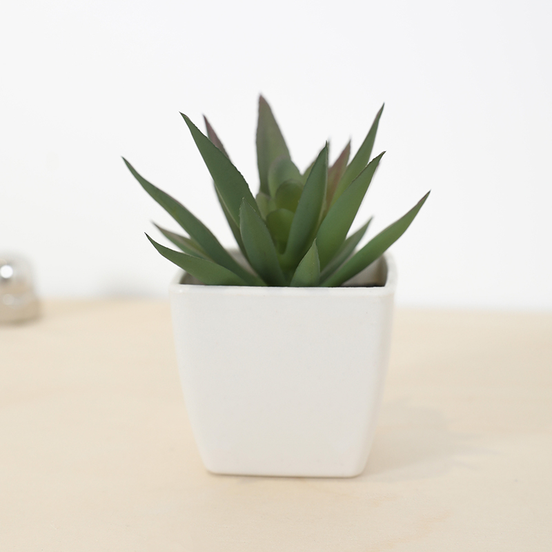 มินิประดิษฐ์ฉ่ํานางฟ้าถ้วยกระถ - Echeveria Succulent บทวิจารณ์และราคา