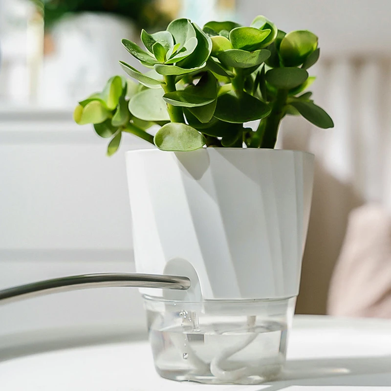 Lazy Hydroponic ดอกไม้หม้อดูดซ - Aloe Vera Pot บทวิจารณ์และราคา