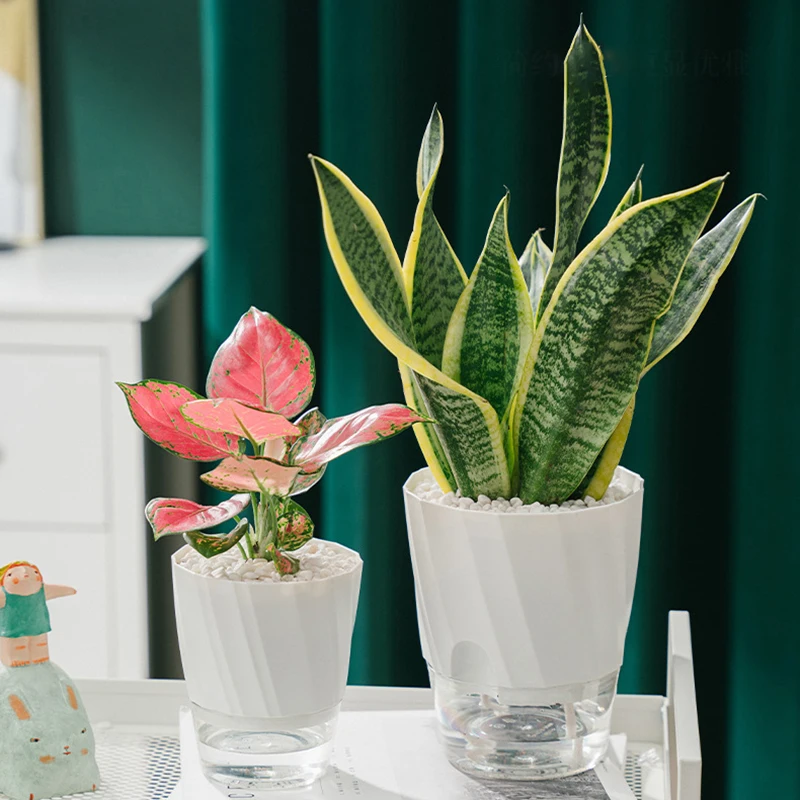 Lazy Hydroponic ดอกไม้หม้อดูดซ - Aloe Vera Pot บทวิจารณ์และราคา