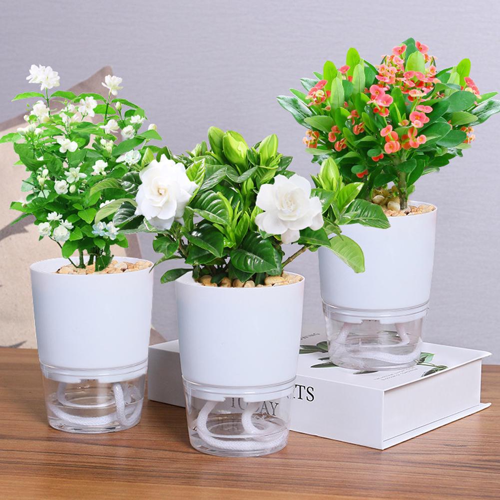 กระถางดอกไม้พลาสติกแบบรดน้ำเอง - Aloe Vera Pot บทวิจารณ์และราคา