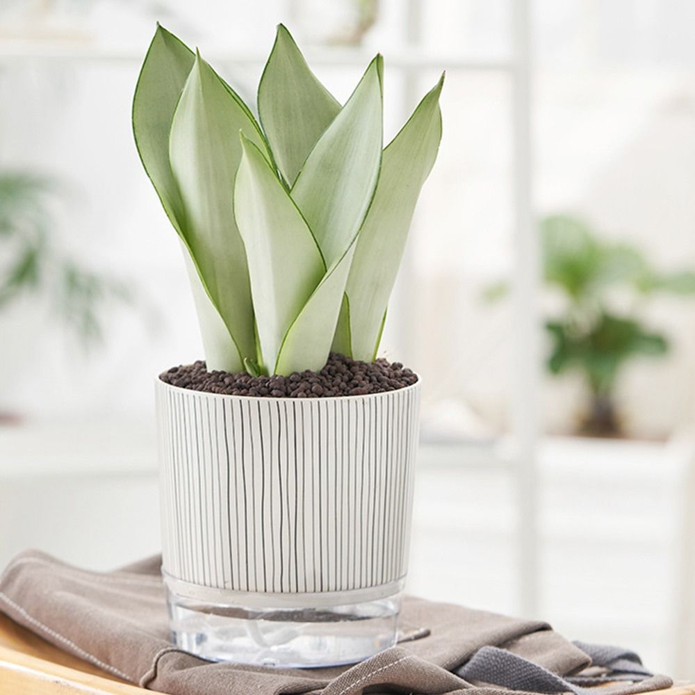 กระถางต้นไม้ใสแบบรดน้ำเองได้ ต - Aloe Vera Pot บทวิจารณ์และราคา