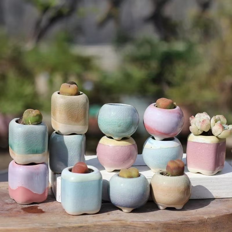 6 ชิ้น Mini กระถางดอกไม้ Succu - Echeveria Succulent บทวิจารณ์และราคา