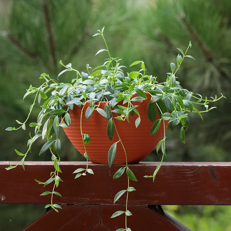 กระถางแขวนพลาสติก, กระถางปลูกต - Spider Plant Hanging บทวิจารณ์และราคา